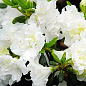 Азалия Японская "Мери Хелен"(Azalea japonica Mery Helen)