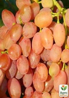 Виноград "Лавина" (ранній, маса грони 800-1600 гр маса ягоди 18-25 гр) 1 саджанець в упаковці2