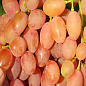 Виноград "Лавина" (ранний, масса грозди 800-1600 гр масса ягоды 18-25 гр)