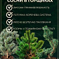 Сосна Карликова "Pumilio" (горщик P9) купить