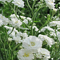 LMTD Гипсофила белая "Snow Flakes" высота 20-30см