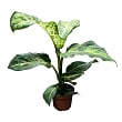 Дифенбахія (Dieffenbachia) "Mars" висота 40-60см купить