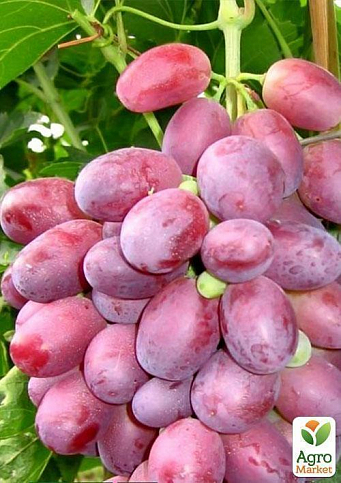 Виноград "Шахиня Ирана" (ранний срок созревания, грозди хорошо хранятся и транспортируются) - фото 2