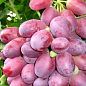Виноград "Шахін Ірану" (ранній термін дозрівання, грона добре зберігаються і транспортуються) купить