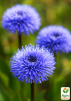 Глобулярія (шарівниця) "Blue Lace"15