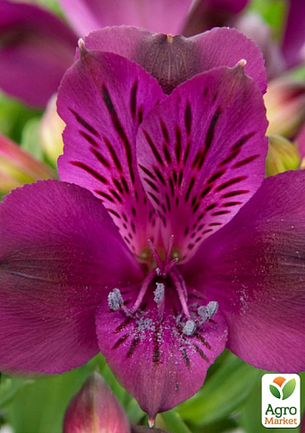 Альстромерия inticancha "Paraiso" (выращено in-vitro) С1,5 - фото 5