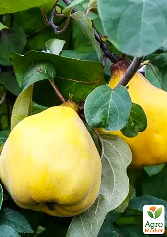 Айва грушевидная "Румо" (осенний сорт, средний срок созревания)