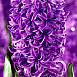Гиацинт "Purple Sensation" 