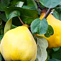 Айва грушевидная "Румо" (осенний сорт, средний срок созревания)