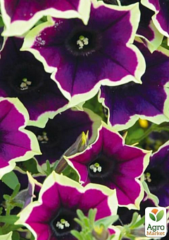 Петунія Cascadias "Rim Magenta" (контейнер №10, висота 10-15см)26