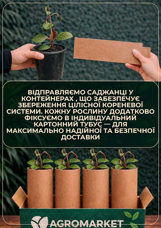 Плектрантус "Nico" (вьющийся многолетник, С1,5) - фото 3