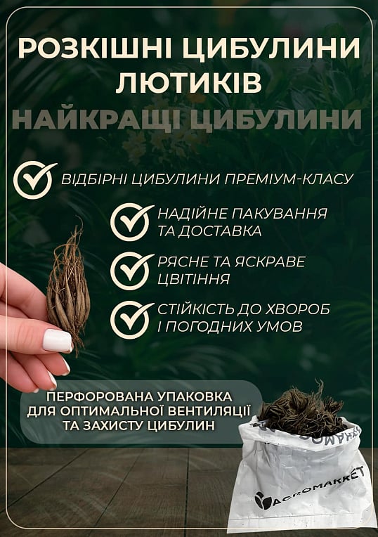 Лютики (Ранункулюс) "Mix" (размер 5/6 , крупный) 5шт в упаковке