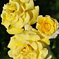 Роза плетистая "Голден Шауэрс" (саженец класса АА+) высший сорт цена
