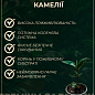 Камелия японская "Giordano Santorelli" купить