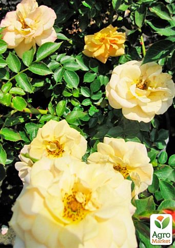 Роза плетистая "Зорба" (саженец класса АА+) высший сорт - фото 4