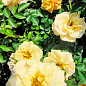 Троянда плетиста "Зорба" (саджанець класу АА+) вищий сорт
