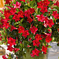 Дипладения (Mandevilla) "Rio Deep Red" (цветущая лиана)