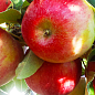 Яблоня "Хоней Крисп" (зимний сорт, поздний срок созревания)
