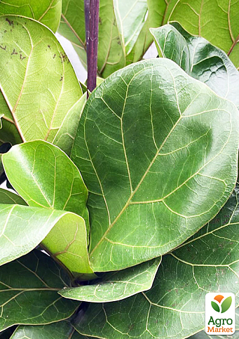 LMTD Фикус Lyrata "Bambino" высота 35-45см - фото 6