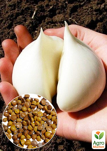 Гігантський часник «Рокамболь Іспанський» повітряні цибулинки (бульбочки)