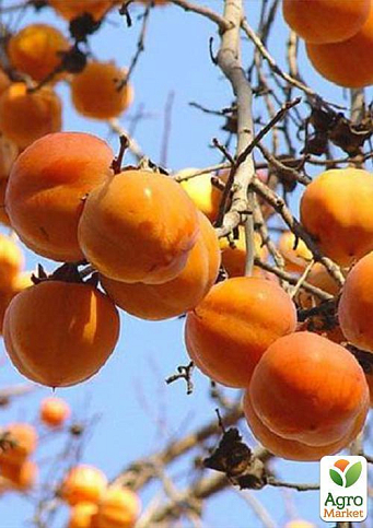 Хурма на виргинском морозостойком подвое "Королек" высший сорт! - фото 10