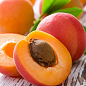 Абрикос "Сияние" (летний сорт, поздний срок созревания) купить