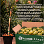 LMTD Инжир 10и летний привитой "Carica" (высота 150-180см)