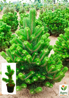 Сосна черная "Орегон Грин" ( Pinus nigra "Oregon Green") C2, высота 30-40см1