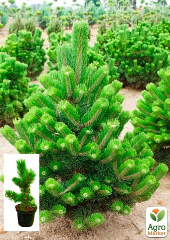 Сосна черная "Орегон Грин" ( Pinus nigra "Oregon Green") C2, высота 30-40см