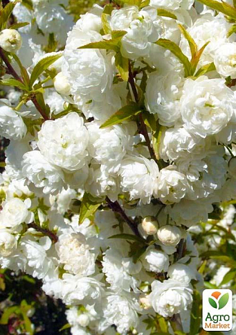 Декоративний Мигдаль "Білоквітучий"