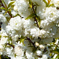 Декоративний Мигдаль "Білоквітучий"