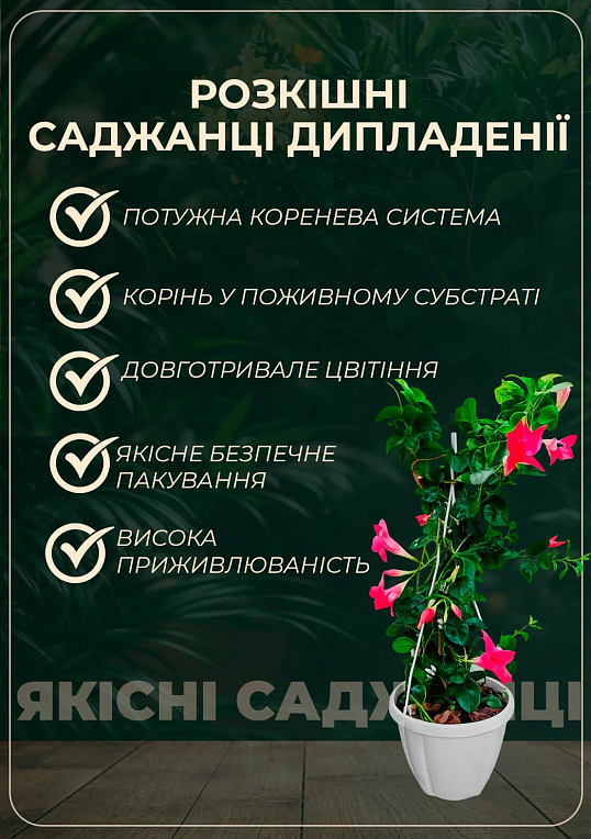 Дипладенія 2-х річна (Mandevilla) "Rosea" (висота 40-50см, підвісний вазон)