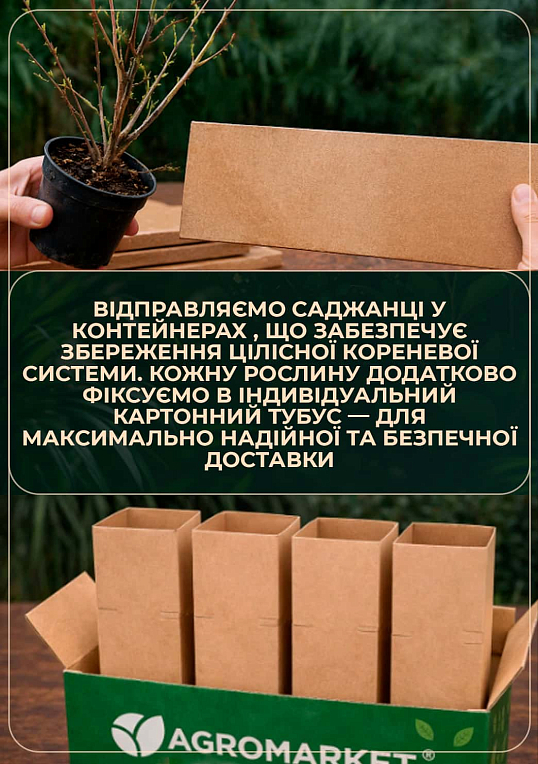 Кизильник блестящий вертикальный (Cotoneaster lucidus), С2 - фото 4