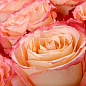 Роза чайно-гибридная "Duett®" (саженец класса АА+) высший сорт цена