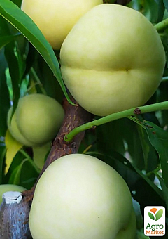 LMTD Персик 3-х річний укорінений "Ice Peach" висота 90-120см (горщик С-10)2