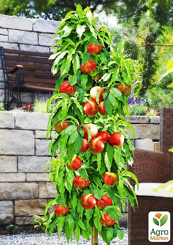 Эксклюзив! Нектарин колоновидный "Мистер Перси" (Mr. Percy)