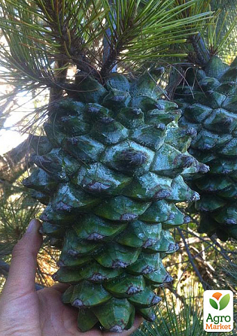 Сосна Кедровая Джерарда"Pinus Gerardiana" (Коллекционная, самая редкая сосна в мире)