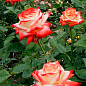 Троянда в контейнері чайно-гібридна "Imperatrice Farah" (саджанець класу АА+) цена