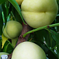 LMTD Персик 3-х річний укорінений "Ice Peach" висота 90-120см (горщик С-10) цена