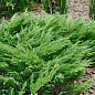 Можжевельник казацкий "Rockery Gem" С3, диаметр 20-25см