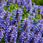 Котовник "Laguna Blue"(Nebula Fassen)