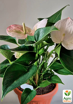 Антуріум (Anthurium) "Fantasy Sprite" (висота 40-50см)1