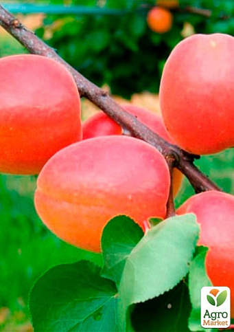 Абрикос "Меджик Кот" (летний сорт, ранний срок созревания) - фото 2