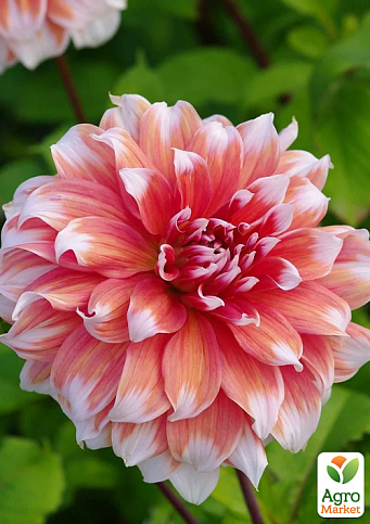 Жоржина "Frost Nip" (гігантська квітка) - фото 2