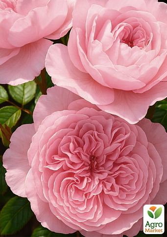 Троянда англійська "Wisley" (саджанець класу АА+) вищий сорт