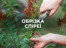 Як обрізати спірею | Agro-market