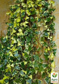 Крестовник ампельный "Senecio Macroglossus"  5
