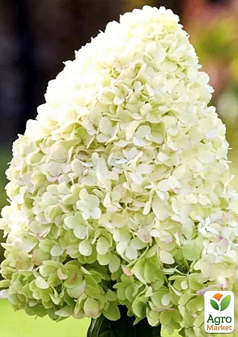 Гортензия метельчатая крупноцветковая "Hercules"  - фото 2