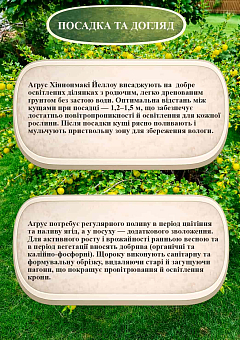 Эксклюзив! Крыжовник "Hinnonmäki Yellow (Хіннонмякі Єллоу)" (средний срок созревания, имеет очень сладкие, крупные ягоды) 12