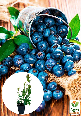 Лохина (чорниця садова) "Спартан" (середній термін дозрівання, високостійкий до хвороб)